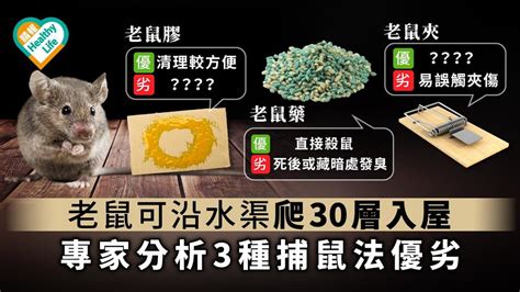 高樓層會有老鼠嗎|老鼠可爬上30樓 滅鼠專家：當第一隻老鼠闖入後 將陸續有來